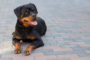 I cani di grossa taglia possono essere educati e non pericolosi