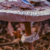 La Foto del Giorno (27 nov.)