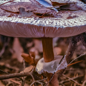 La Foto del Giorno (27 nov.)