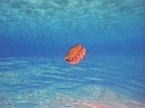 La Foto del Giorno (4 ago.)