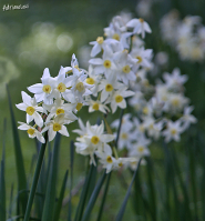 La Foto del Giorno (27 gen.)