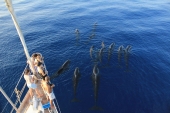"Missione Pelagos, balene e delfini dei nostri mari", il progetto arriva nelle scuole
