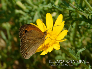 Fotonotizia: il &quot;farfallo&quot; pianosino