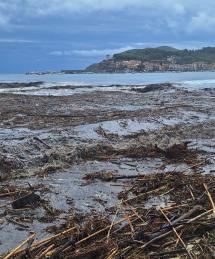Un mare di canne