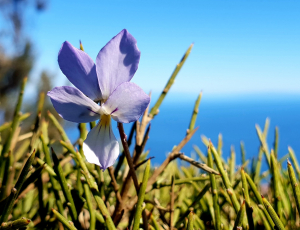 La Foto del Giorno (12 apr.)