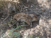 A Sciambere: "Il cignale, quando  s'incazza, doventa una bestia!"