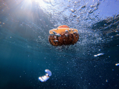 La Foto del Giorno (6 dic.)