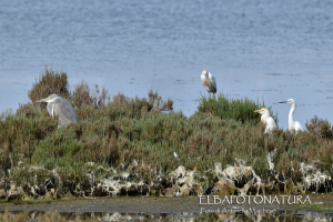 Un  "convegno"  di specie alate nella laguna di San Giovanni, preziosa per la biodiversità