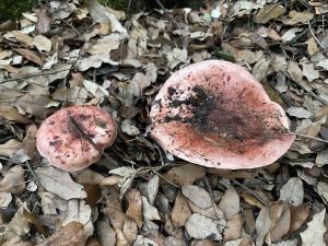 La Foto del Giorno (21 dic.)