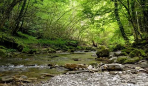 “Il bosco incantato” - La Foto della Settimana è di Fabio Magi