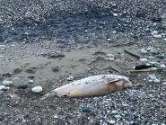 Fotonotizia : Carcassa di un altro cetaceo spiaggiata all'Elba