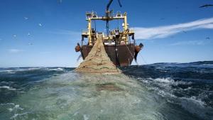 Il buon senso contro l'impoverimento di specie in un mare troppo sfruttato