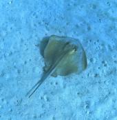 La Foto del Giorno (17 sett.)