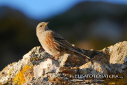 Il Volterraio con “Elba Foto Natura” all'Università del Tempo Libero