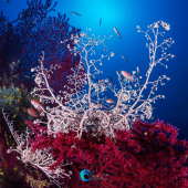 Una Stella gorgone fotografata nei fondali elbani