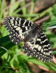 La Foto del Giorno (21 mar.)