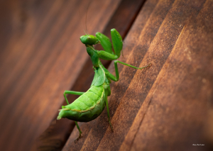 La Foto del Giorno (2 ott.)