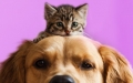 Prima del canile pubblico (se mai si farà)   reperibilità veterinaria per cani e gatti,   urgente è l'utilizzo di strutture esistenti