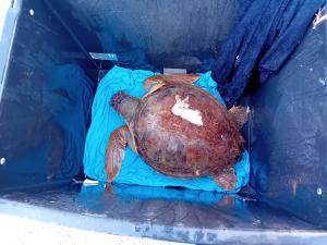 Il salvataggio di Filomena, la tartaruga marina