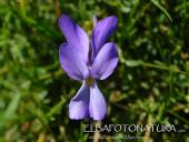 La Foto del Giorno (6 giu.)