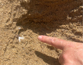 Visit Elba: le tartarughe scelgono ancora una volta l'Elba