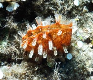 La Foto del Giorno (17 lug.)