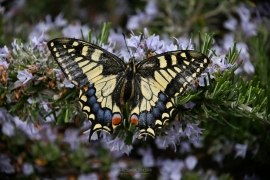 La Foto del Giorno (13 mar.)