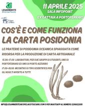 Posidonia spiaggiata: dal mare alla carta