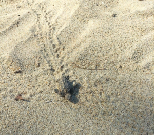 Il difficile nido delle tartarughine marine dell’Isola del Giglio