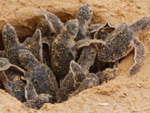 Nuova minaccia per le tartarughe marine nell’anno record dei nidi: le infezioni fungine