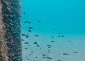 La Foto del Giorno (12 mar.)