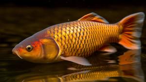 La Carpa solitaria longonese