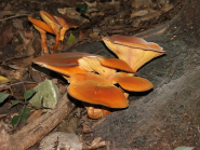 Raccolta funghi: i consigli dei micologi della ASL Toscana nord ovest