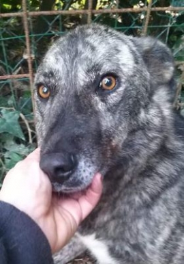 Cagnolina scappata dalla spiaggia di Fonza, aiutateci a trovarla