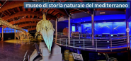 Visita virtuale alla Sala del Mare del Museo di Storia Naturale