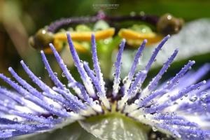 La Foto del Giorno (19 mag.)