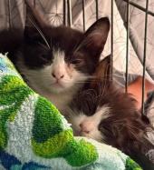 Troppi episodi di abbandono gattini: siamo in piena emergenza