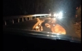 A Sciambere delle cornate dei mufloni innamorati in mezzo di strada