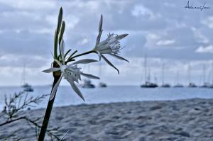 La Foto del Giorno (28 lug.)