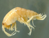 Non chiamatele pulci di mare, sono Anfipodi!