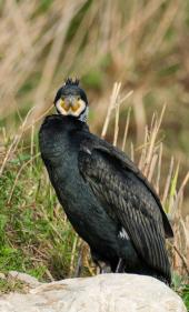 La Foto del Giorno (23 gen.)