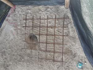 A Sant’Andrea nate le prime tartarughine marine “dispettose”