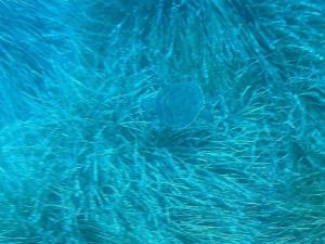 Una tartaruga Verde all’Isola d’Elba