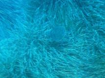 Una tartaruga Verde all’Isola d’Elba