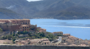 Fotonotizia: La passeggiata della gabbiana e dei gabbianotti a Forte Falcone