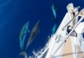 Delfini liberi nel mare dell'Elba: l'approccio con l'uomo  