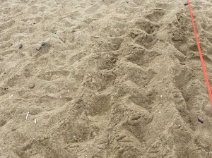 Scoperto a Galenzana il primo nido di Tartaruga Marina della stagione