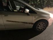 Campo: ancora un sinistro stradale causato da un cinghiale