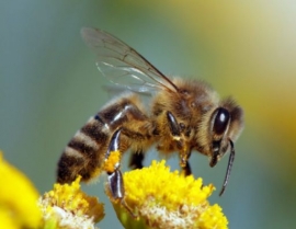 Biodiversità, parlamento europeo: il 30% delle aree terrestri e marittime dell’Ue deve essere protetto