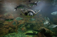 Verso la riapertura (con novità) dell'Acquario dell'Elba